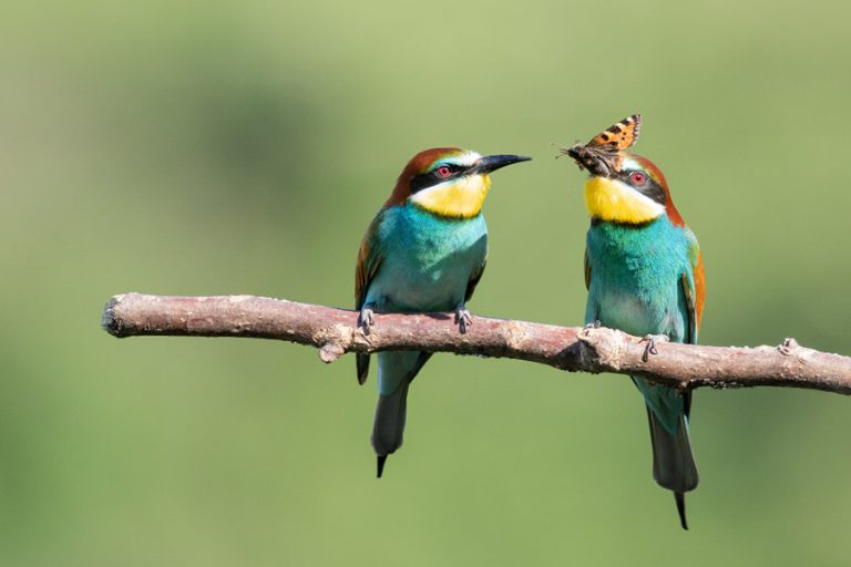 bee-eater-trying-to-eat-an-insect-next-to-another-one-on-the-tree-branch