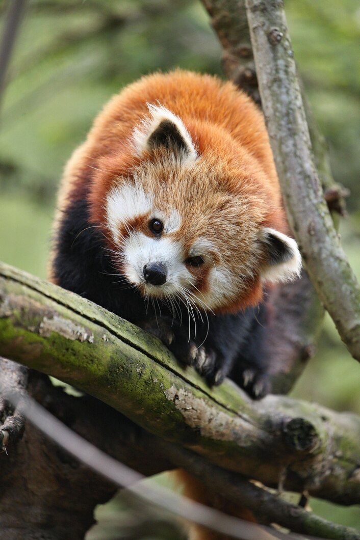 beautiful-endangered-red-panda-green-tree_475641-1326
