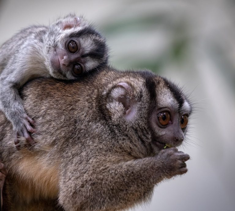 selective-focus-shot-adorable-mother-owl-monkey-with-baby-owl-monkey_181624-42161